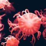 Underwater Lights - Red Jelly Fish