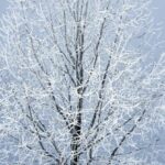 Seasonal Weather - Leafless Tree Under Gray Sky
