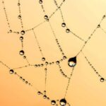 Water Chemistry - Spider Web With Dew Vector Art