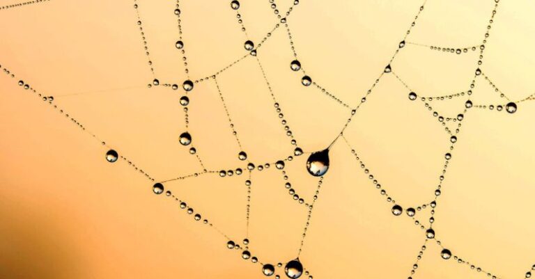 Water Chemistry - Spider Web With Dew Vector Art