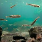 Underwater Treadmills - X-ray fishes