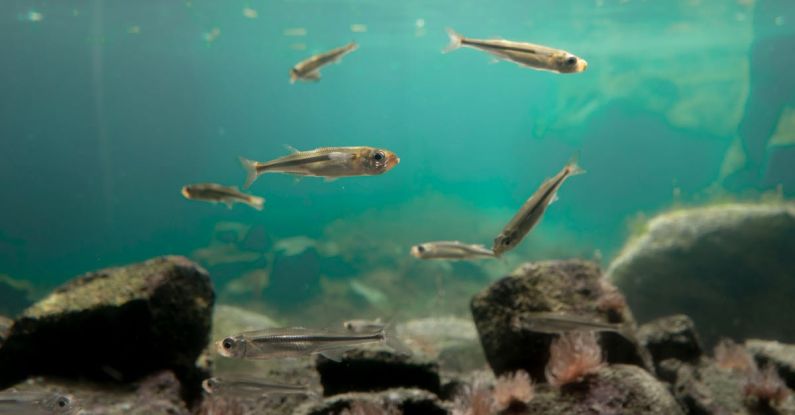 Underwater Treadmills - X-ray fishes