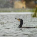 Lap Swimming Etiquettes -