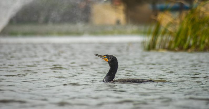 Lap Swimming Etiquettes -