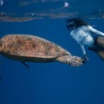 Dryland Dive Practices - Full body of unrecognizable female diver in swimsuit swimming in oxygen mask near large turtle with bubbles on water surface