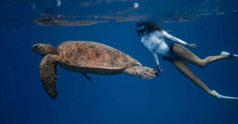 Dryland Dive Practices - Full body of unrecognizable female diver in swimsuit swimming in oxygen mask near large turtle with bubbles on water surface