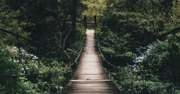 Pathway - Black Hanging Bridge Surrounded by Green Forest Trees