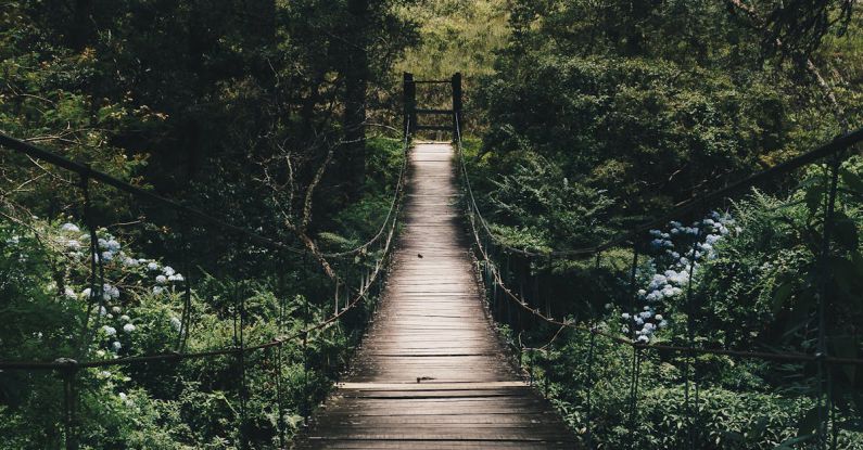 Pathway - Black Hanging Bridge Surrounded by Green Forest Trees