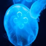 Night Swimming - Group of glowing blue transparent jellyfish swimming on black background in dark sea in deep water in bright neon light