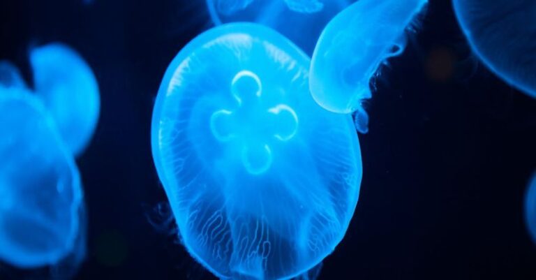 Night Swimming - Group of glowing blue transparent jellyfish swimming on black background in dark sea in deep water in bright neon light