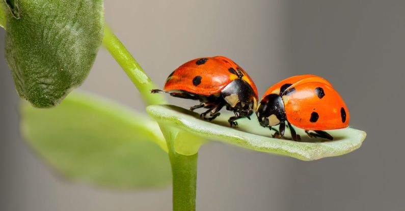 Bugs - 2 Lady Bug on Green Leaf