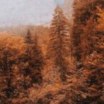 Aqua Cycling - Peaceful scenery of autumn forest trees with yellow leaves growing nearby tranquil blue lake on cold day