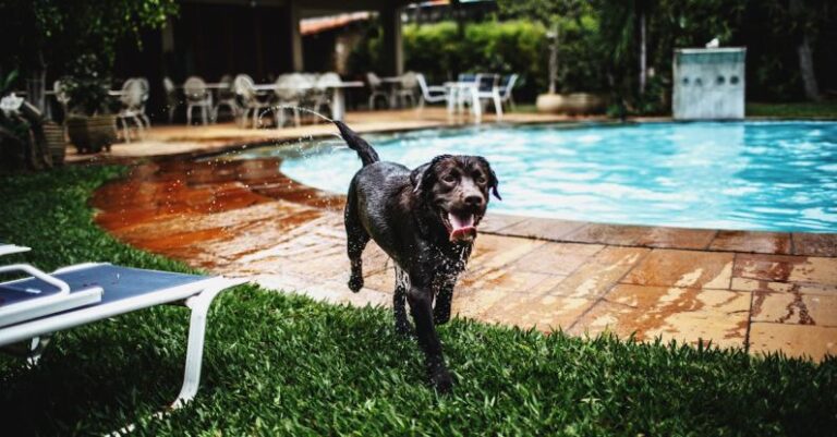 Pool Running - Black Wet Dog Near Pool